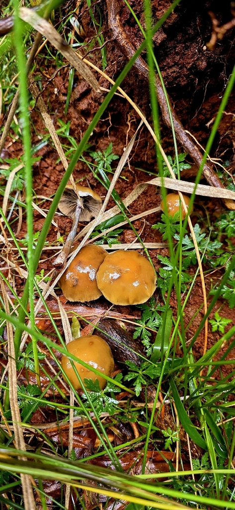 Psilocybe subaeruginosa · April 2026 · photo: © rotceh_dnih (iNaturalist, cc-by)