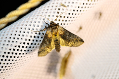 Abrostola asclepiadis