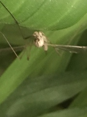Tipula