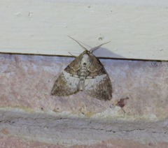 Acatapaustus mesoleuca