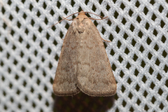 Acosmetia caliginosa