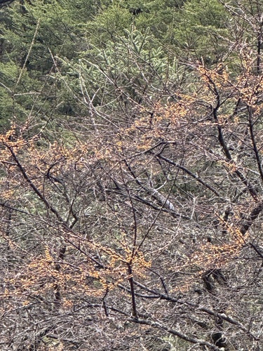 Hippophae sinensis (Hippophae sinensis)
