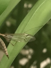 Tipula