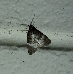 Acatapaustus mesoleuca