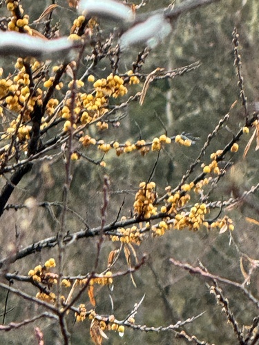 Hippophae sinensis (Hippophae sinensis)