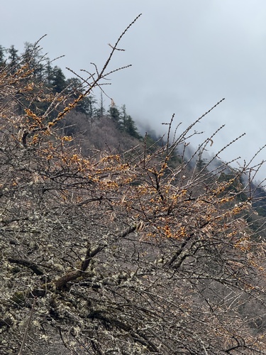 Hippophae sinensis (Hippophae sinensis)