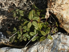 Frangula californica ursina