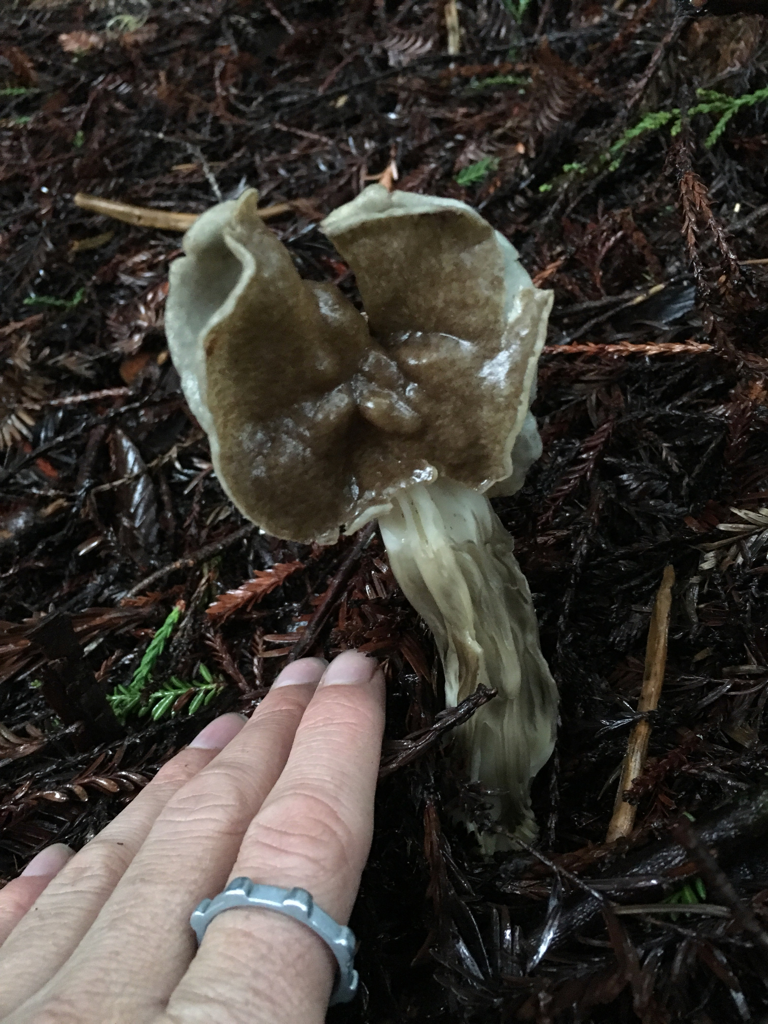 Helvella maculata image