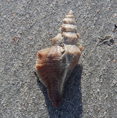 Pterochelus triformis