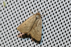 Athetis pallustris