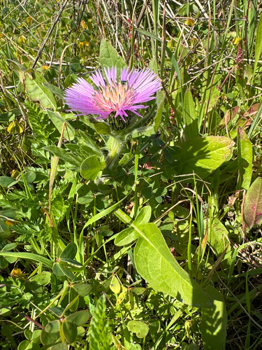 Iberian knapweed (Centaurea pullata)