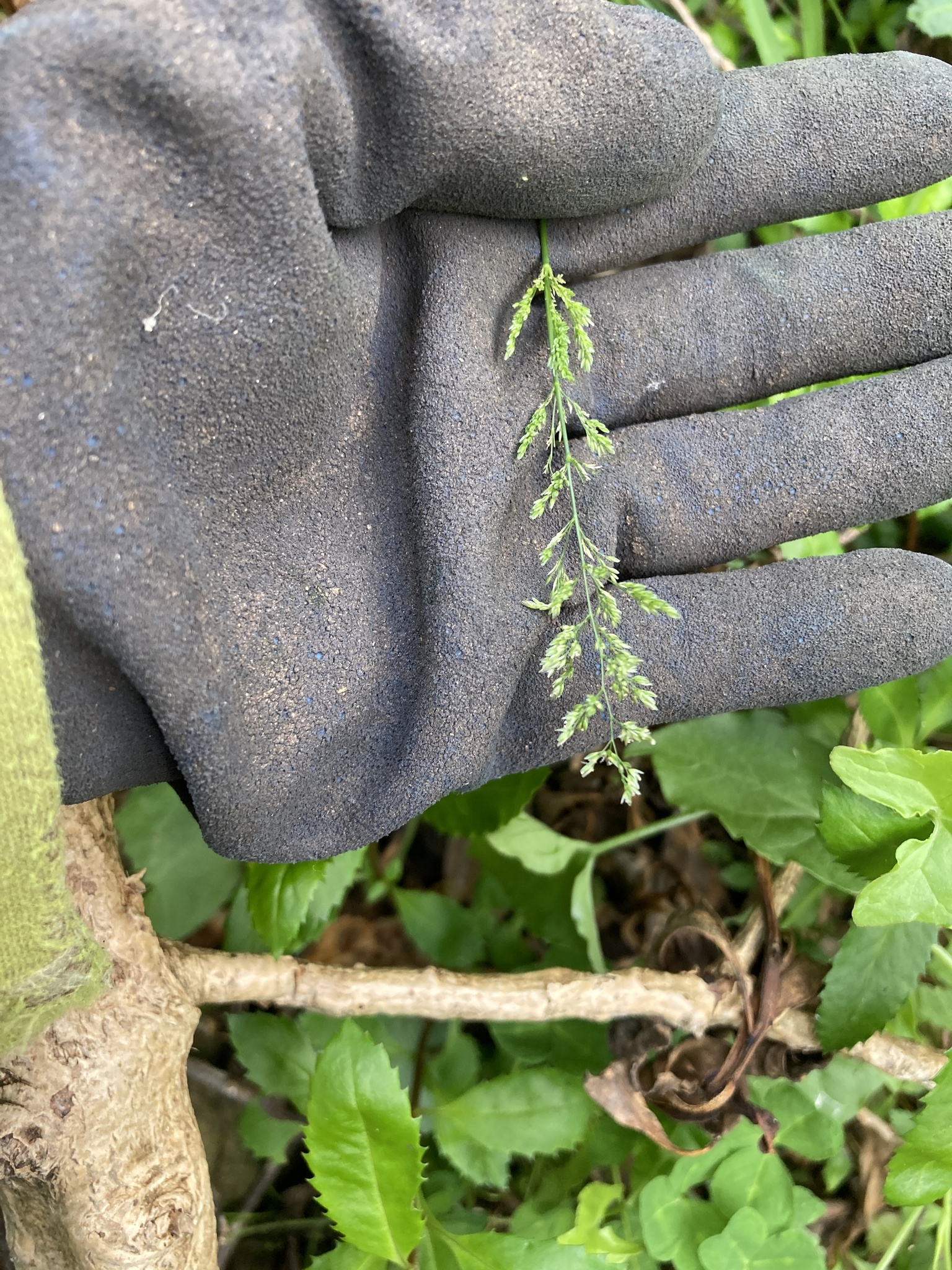 Creeping Bentgrass (Agrostis stolonifera)