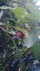 Lasiurus blossevillii