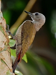 African Grey Woodpecker photo 3