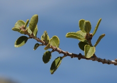 Ceanothus pauciflorus