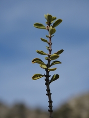 Ceanothus pauciflorus