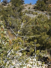 Ceanothus pauciflorus