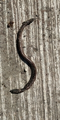 Amynthas gracilis