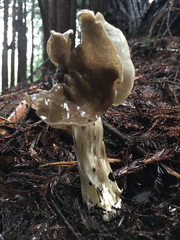 Helvella maculata