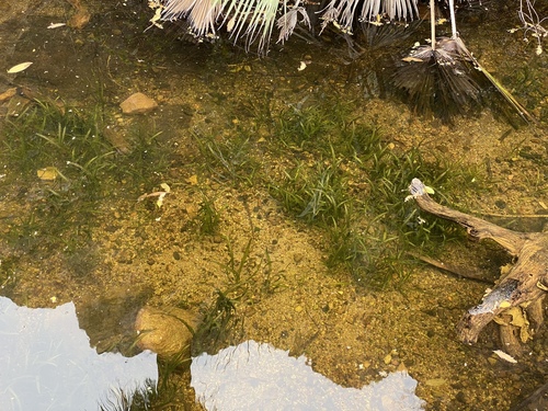 Najas guadalupensis
