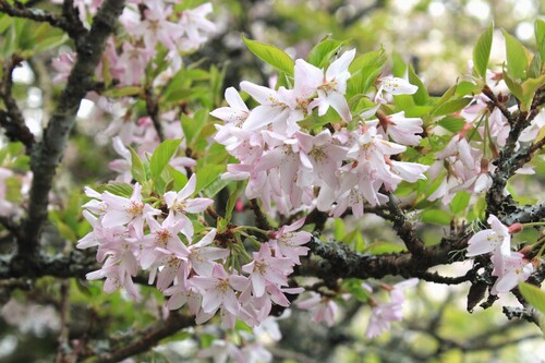 Cerasus spachiana iNat (3)