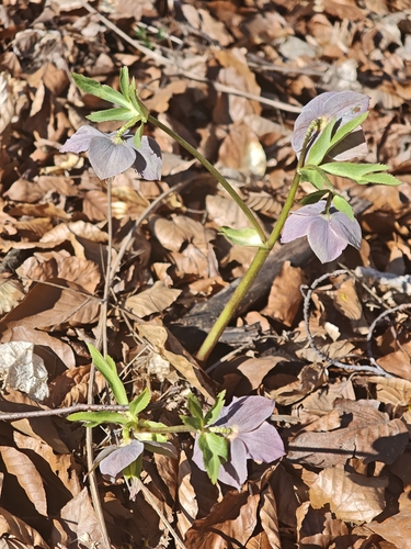 Purple hellebore (Helleborus purpurascens)