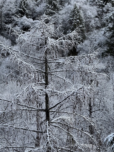 Larix potaninii
