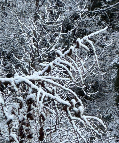 Larix potaninii, photograph 2