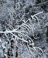 (c) chrisdt, some rights reserved (CC BY) Larix potaninii, photograph (c) chrisdt, some rights reserved (CC BY)
