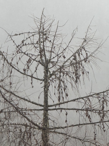 Larix potaninii, photograph 3