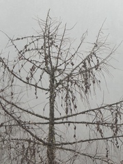 (c) chrisdt, some rights reserved (CC BY) Larix potaninii, photograph (c) chrisdt, some rights reserved (CC BY)