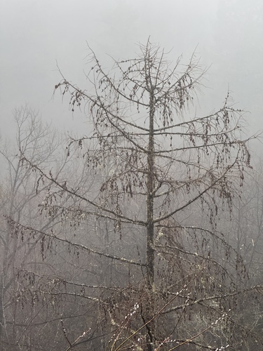 Larix potaninii, photograph 4