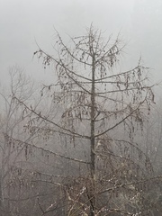 (c) chrisdt, some rights reserved (CC BY) Larix potaninii, photograph (c) chrisdt, some rights reserved (CC BY)
