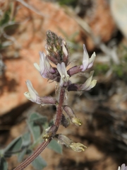 Astragalus layneae