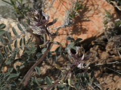 Astragalus layneae