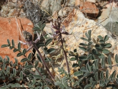 Astragalus layneae