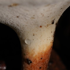 Polyporus gayanus