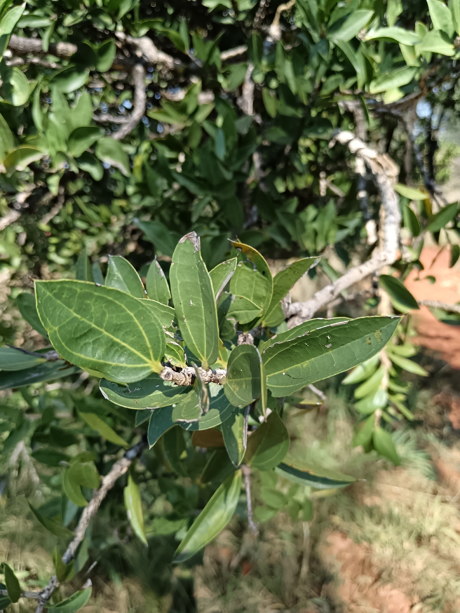 Strychnos Pungens Soler (Strychnos pungens)