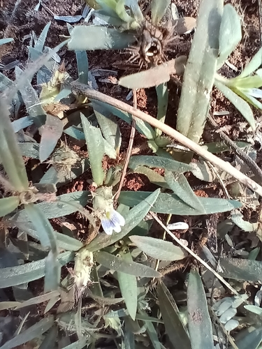 Narrow Lashes (Blepharis integrifolia)