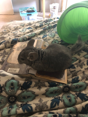 Chinchilla lanigera
