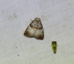 Acatapaustus mesoleuca