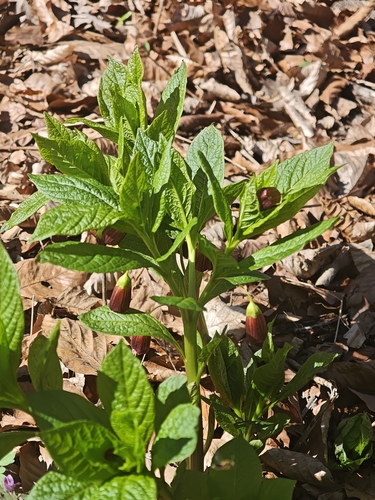 European scopolia (Scopolia carniolica)