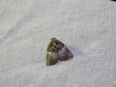 Acatapaustus mesoleuca