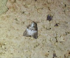 Acatapaustus mesoleuca