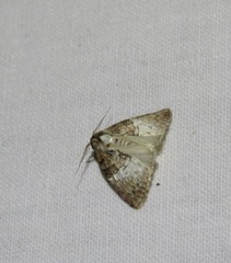 Acatapaustus mesoleuca