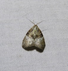 Acatapaustus mesoleuca