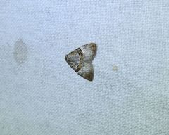 Acatapaustus mesoleuca