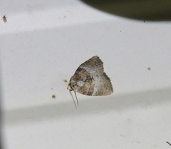 Acatapaustus mesoleuca