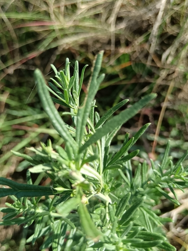Fever Woodsage (Teucrium trifidum)