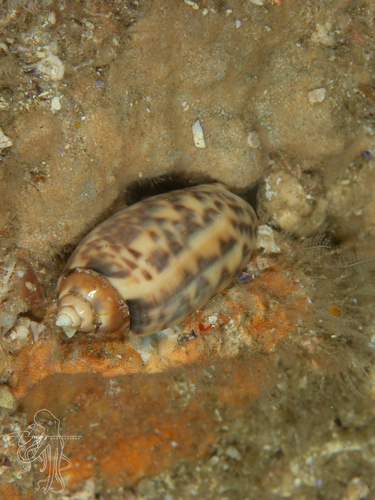 Oliva amethystina observed 2026-04-03